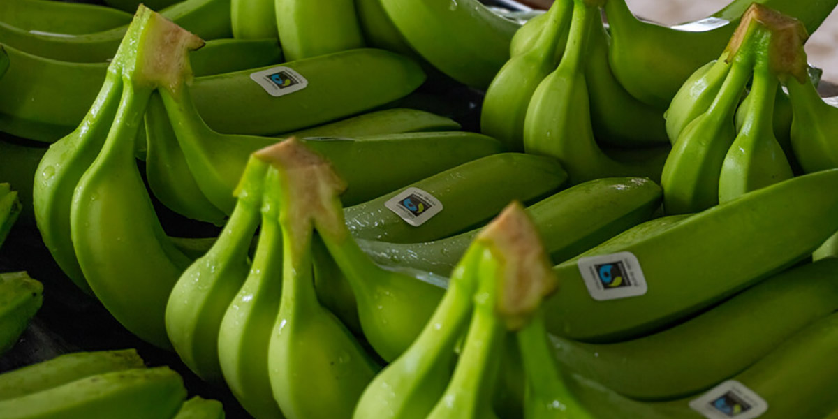 Banane Fairtrade: nuovi criteri di accesso alla certificazione per i produttori
